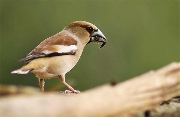 表达爱意的句子200句