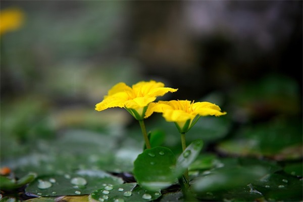 最具有正能量的句子91句