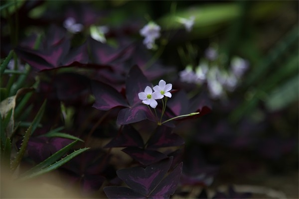 爱情感悟句子短句82句