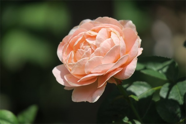 励志早安坚持说说