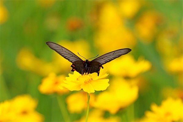 感恩节对父母说的话82句