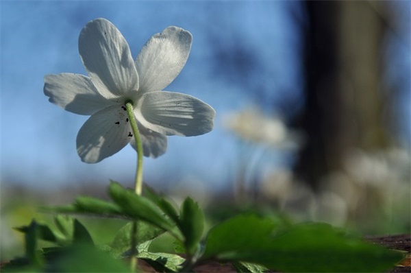 诗情画意的句子112句
