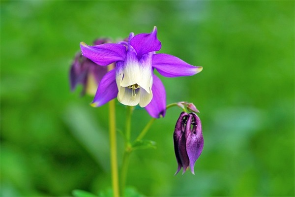 37岁生日快乐的说说-57句