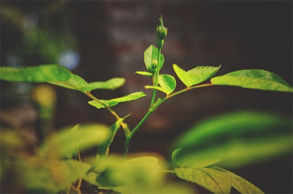 关于描写跑步的句子59句