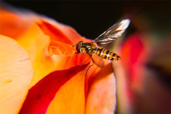 发给妈妈母亲节的句子87句