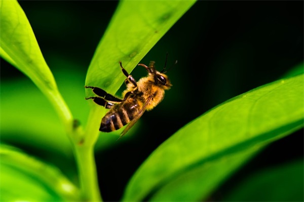 祝大家新年春节快乐的句子