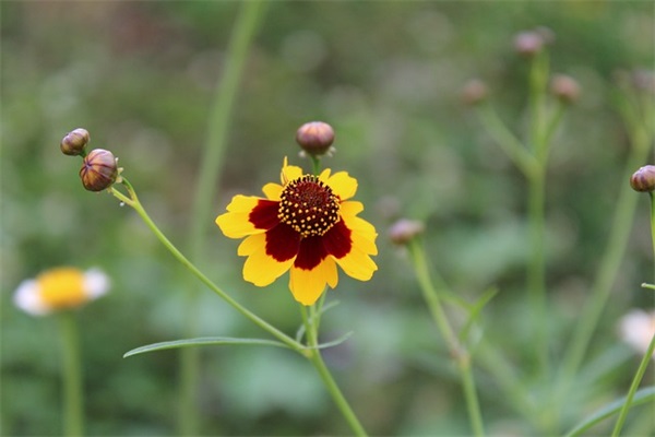 描写舞蹈优美句子汇总(24句)