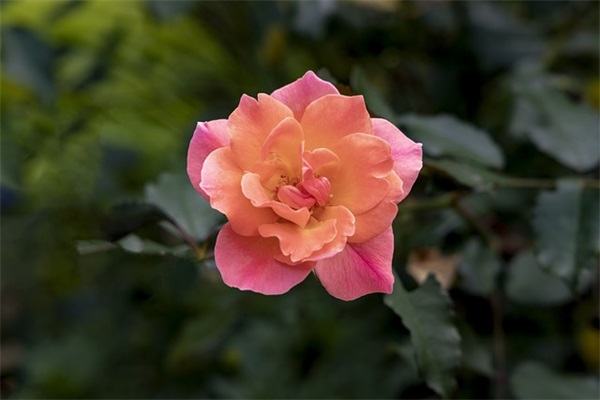 英语文学专业英文求职信