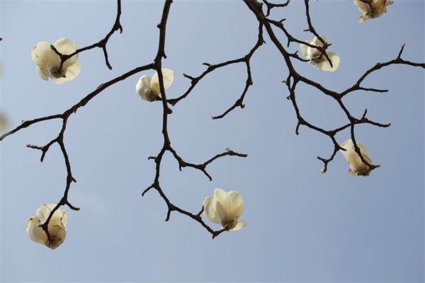 学校请假申请书范文