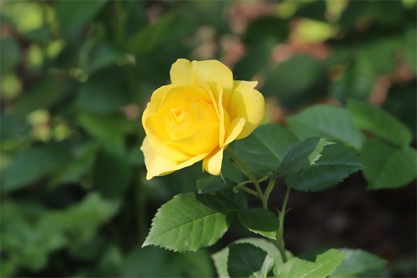 爸爸妈妈给宝贝的生日寄语-54句