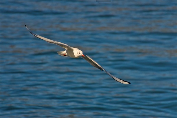 班主任给中考生的寄语-56句