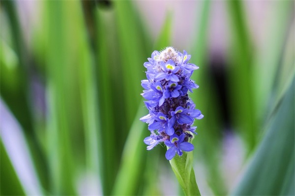 孩子幼升小家长寄语大全-50句