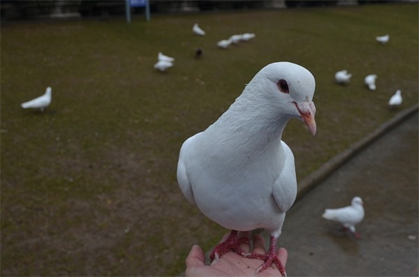 祝福孩子的生日成长寄语-56句