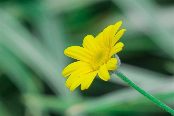 自己给自己的寄语怎么写-53句