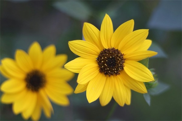 小学生成长寄语美好句子-53句