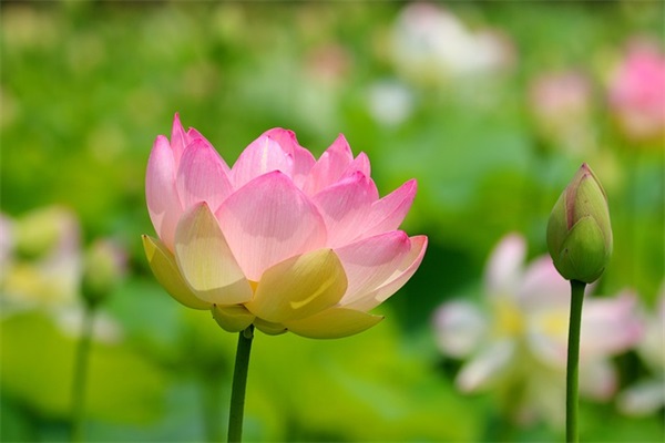 成长的寄语-53句