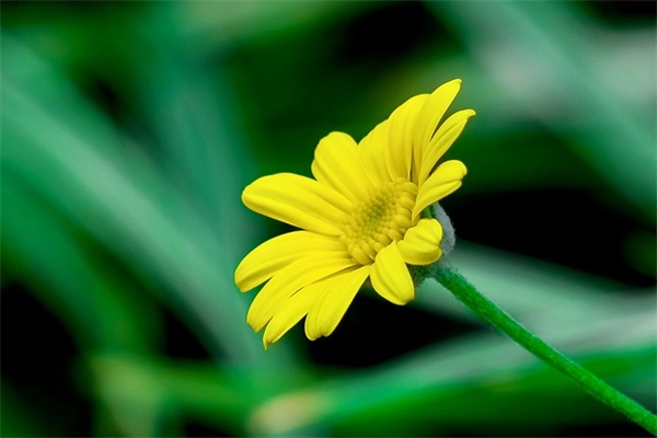 幼儿园孩子生日寄语-51句