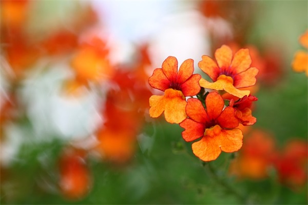 给高考生的寄语或鼓励的话-59句