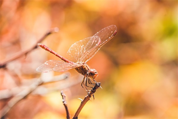 同事离职寄语短句-52句