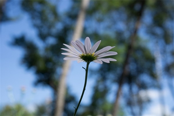 大班成长足迹家长寄语-39句