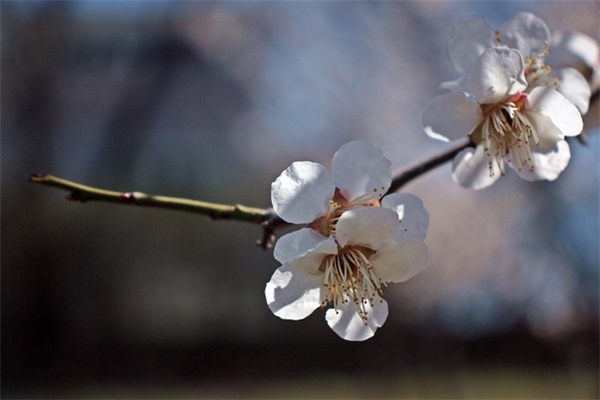 妈妈给成年孩子的生日寄语-52句