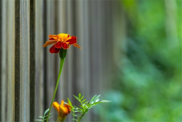 新年寄语自己-51句