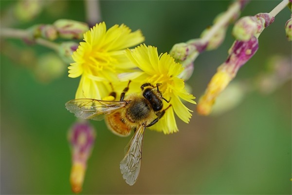 简短的家长寄语50个字-33句