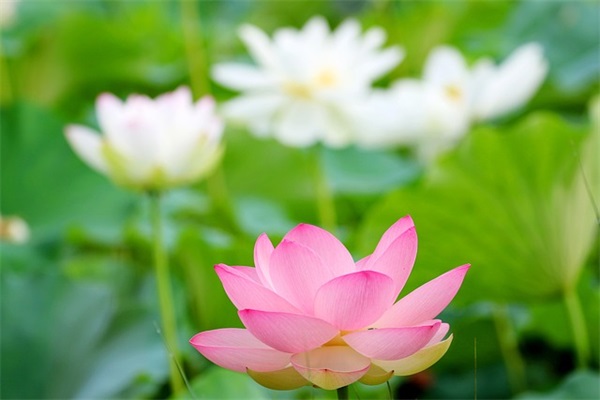 四岁小女孩生日寄语-50句