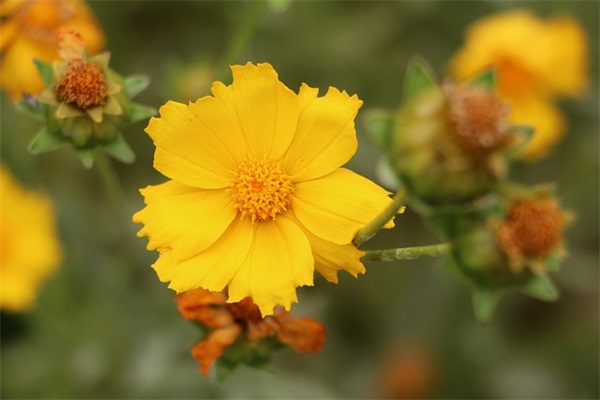 对闺蜜的深情寄语简短-63句