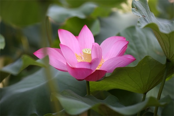 家长的对本学期的寄语-37句