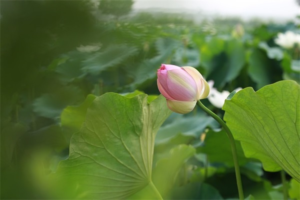 优秀少先队员家长寄语-30句