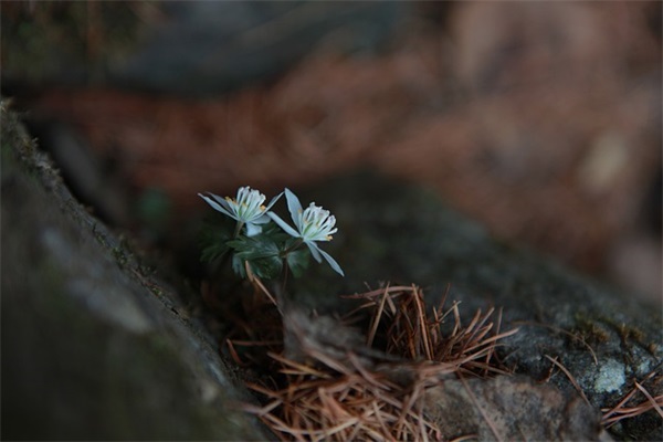 对闺蜜的深情寄语100字-50句