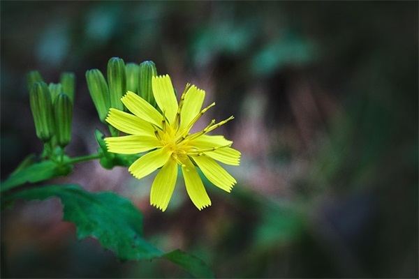 中考冲刺老师寄语-52句