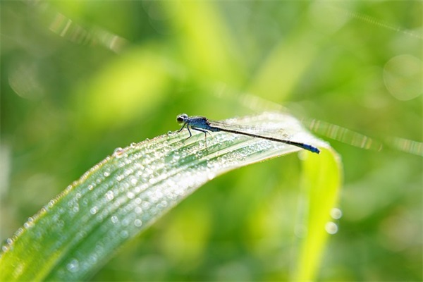 四年级男孩家长寄语-29句