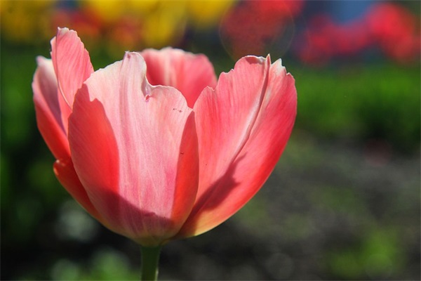 只谈乾坤风月，莫论人间是非 特别温柔干净适合女生的句子