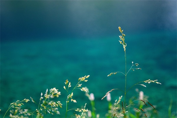 形容女孩很美的优美句子