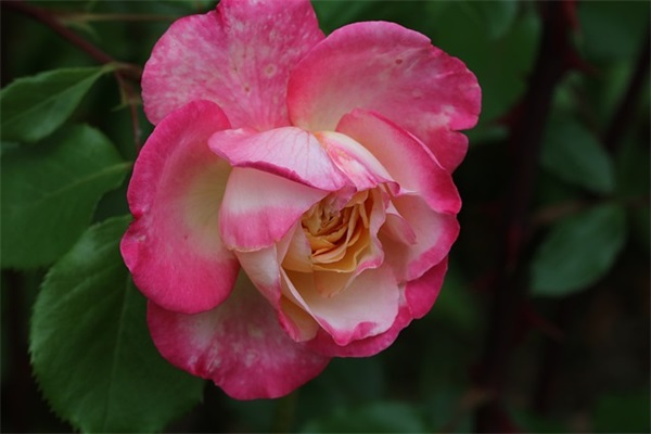 男人听了扛不住的情话 让男朋友感动哭的句子