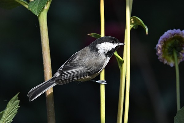 列举由if领导的 主祈从现的句子
