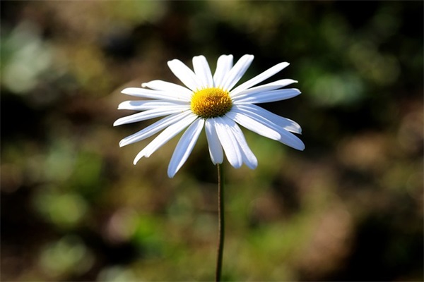 暧心的爱情句子 令人感动的句子爱情