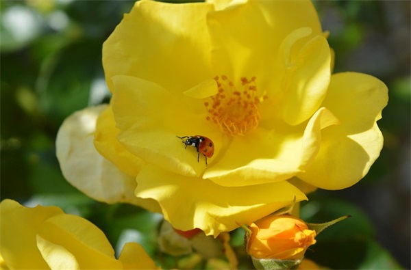 年后第一天上班心情文案句子(长假后第一天上班心情)