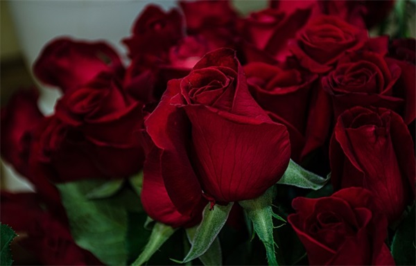 实用的爱情优美句子