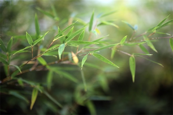 带明月的古风网名