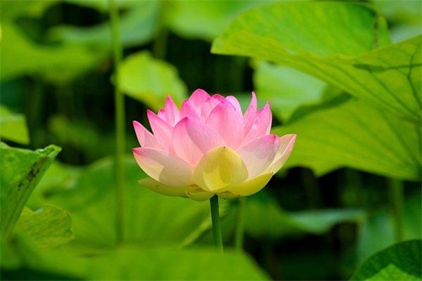 倾诉思念的句子 关于思念的句子或段子