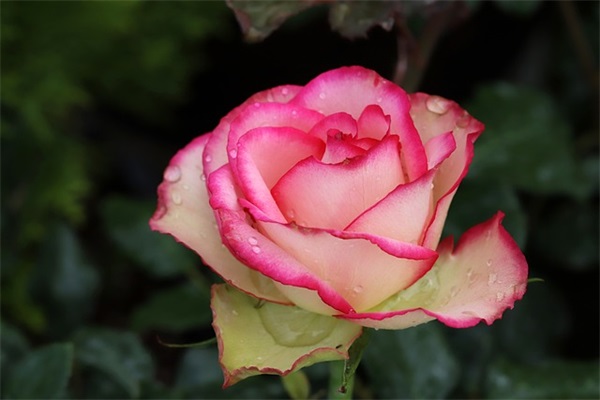 希望对方过得好的句子 你幸福就好的句子