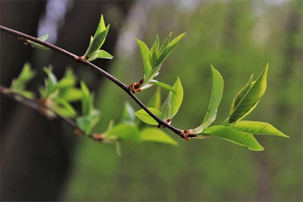 关于读书的作用优美句子