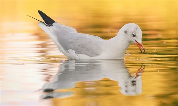 关于感恩母亲节的好句好段(关于感恩老师的好句好段)