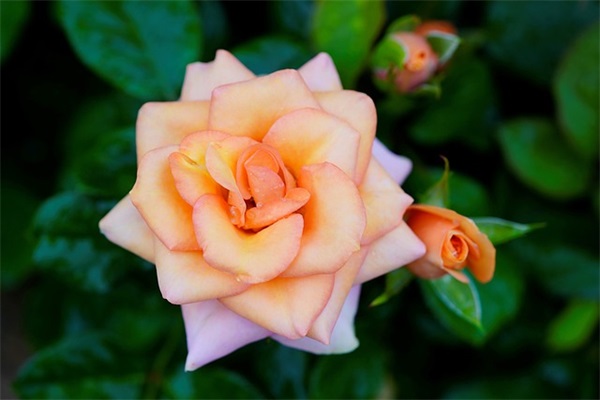 关于美德的好句