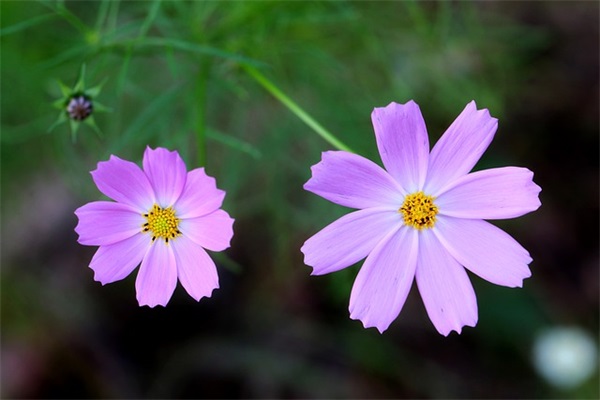 关于中秋之月的好句好段