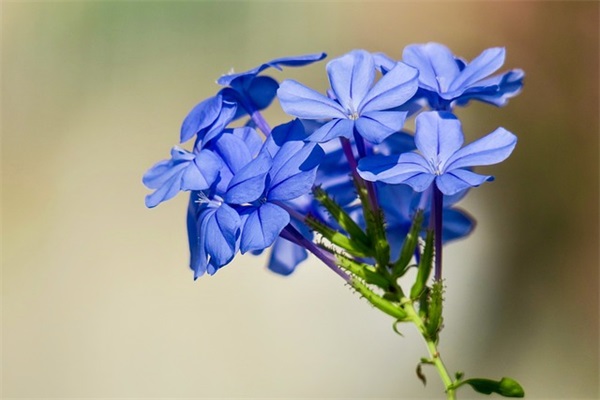 大暑2025最新好句好段