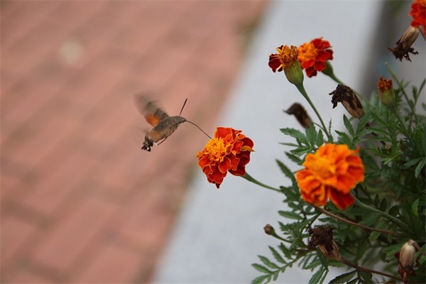 描写开学的好段72句